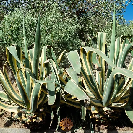 Apartment Agave Pool & *